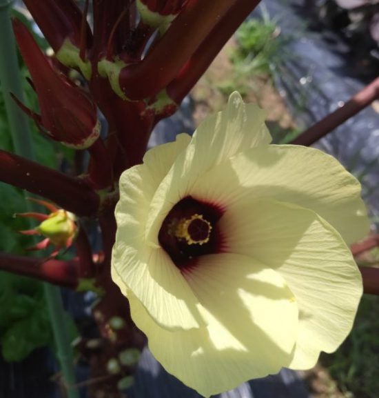 第92回：オクラの花