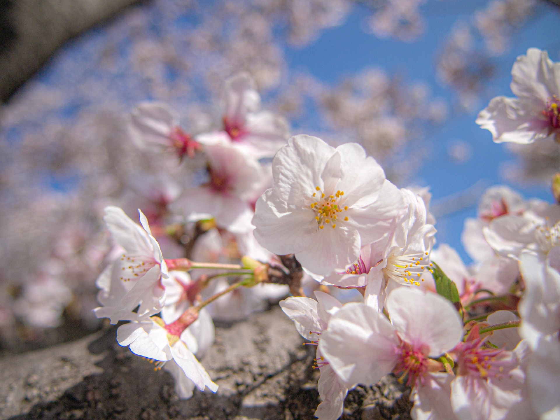 桜の咲く頃