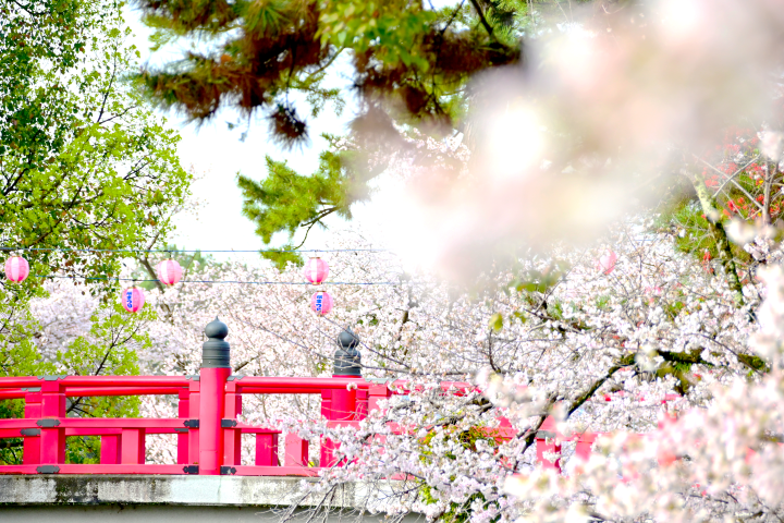 桜花爛漫