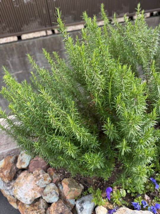 お庭におすすめの植栽のご紹介🌿