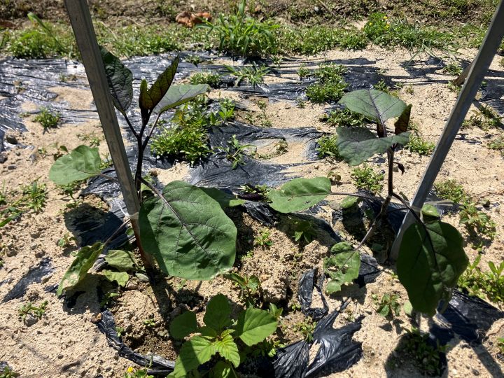 夏野菜の苗を植えました🌿