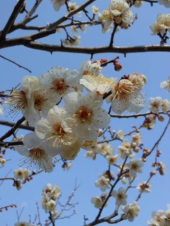 祝！蟹江展示場木にな～るブログ♪