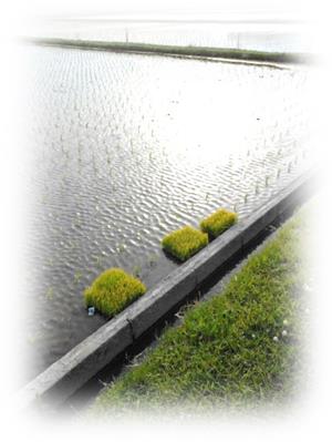 風薫る♪蟹江展示場♪